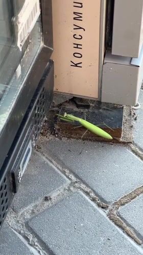 Praying mantis explored around a doorway in Plovdiv