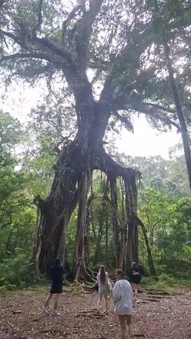 A vertical video shows a large, ancient strangler fig tree in a forest. Several young people are standing at the base of the tree, looking up at it. The tree has a massive trunk and numerous aerial roots that hang down like curtains. The surrounding environment is lush and green, with a dense canopy of leaves overhead. The lighting suggests it is daytime, with sunlight filtering through the trees.