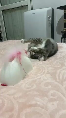 A kitten is playing with a white object that has pink feathers attached. The kitten is lying on its back on a pink blanket. The kitten paws at the object. In the background, there is a white vertical appliance and a window.