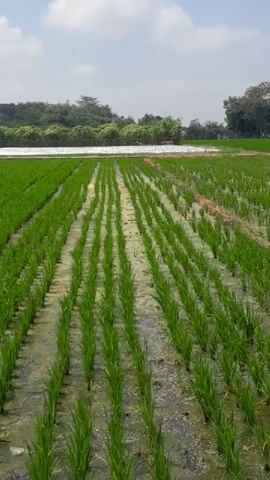 The video shows a vast, green rice paddy field. The young rice plants are neatly arranged in rows and are partially submerged in water. The field is expansive, stretching out towards a distant treeline. The sky above is a pale blue with scattered white clouds. The overall impression is of a serene, rural landscape.