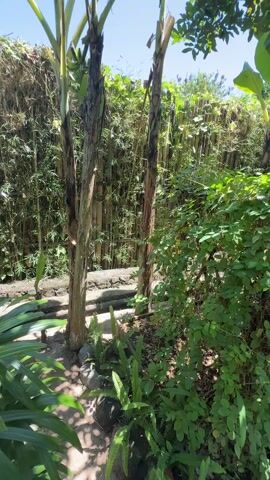 The video shows a dense green garden or yard on a sunny day. The scene includes various tropical plants, including banana trees, ferns, and leafy shrubs. A bamboo fence forms a backdrop, and a short pathway made of stone and wood runs through the vegetation.  There are no people visible in the frame.  The camera slowly pans forward along the path.