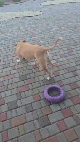 A light brown dog with white markings is playing with a ball on a paved patio. The dog is in motion, carrying the ball in its mouth and occasionally nudging it with its paws. The background shows a low stone wall, some greenery, and a fence. The scene appears to be outdoors in daylight.