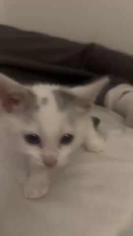 A small, white kitten with grey patches on its head and ears, and a grey tail, is seen on a white bedspread. In the background, a person's legs, wearing dark pants and white socks, are visible. The kitten is initially in a low, crouched position, possibly grooming or sniffing the bed. It then raises its head, looks towards the camera, and takes a few small steps forward. The lighting is dim, suggesting an indoor setting. The kitten appears playful and curious.
