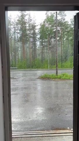 The video displays an outdoor scene during daylight, viewed through an open doorway or window. It is raining, and the paved ground outside, likely asphalt, is visibly wet. In the foreground, a wet, dark gray paved surface is present, with a small, irregular island of green grass and weeds in the center. A tall, weathered wooden pole, possibly a utility pole, stands upright near the middle of the frame, behind the grassy patch. Beyond the paved area, a dense forest fills the background, characterized by numerous tall pine trees with some lighter green deciduous trees, possibly birches, interspersed among them. The scene is verdant and appears to be in a natural or semi-rural setting. No people, animals, or vehicles are visible. The overall impression is one of a rainy day in a forested area.