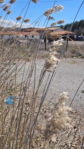 The video shows a rural scene on a bright, sunny day. Tall, dry reeds are swaying in the foreground, partially obscuring a gravel road. Behind the reeds, there are several white buildings with red tile roofs. Further back, there's a yellow bulldozer-type vehicle parked near the buildings. The sky is blue with some scattered clouds. A small, crumpled blue plastic container sits among the reeds and ground cover. The overall impression is one of a quiet, slightly overgrown area in a rural or semi-rural location.