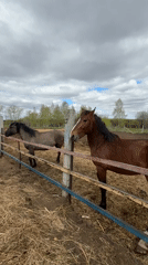 Morning horse feeding session captured at Vereshchagino farm facility