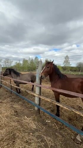 Morning horse feeding session captured at Vereshchagino farm facility