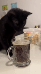 Black cat drinks carbonated beverage from mug in Budva