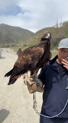 Traditional eagle handler photographed in rural Kyrgyzstan village