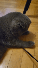 Gray Scottish Fold Cat Plays and Relaxes Indoors