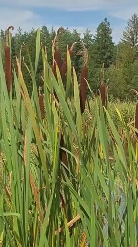 This video shows a close-up view of cattails growing in a body of water. The cattails have brown, cylindrical seed heads and long, green leaves. In the background, there is a wooded area with trees and a cloudy sky. The water surface is visible at the bottom of the frame.