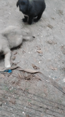 Three puppies spotted playing outdoors in Romanian mountain village