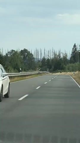 This is a first-person perspective video taken from a moving vehicle on a paved road. The road has dashed white lines indicating lanes and a solid white line on the right edge. On the left side of the road, there is a metal guardrail with some signage. The surrounding environment is dominated by trees, with a section of dead or sparse trees visible in the background, creating a somewhat desolate appearance. The sky is overcast. There are no people or other vehicles clearly visible in the immediate vicinity. The camera is pointed forward, capturing the road ahead and the landscape to the sides.