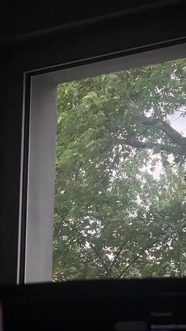 The video shows a view through a window of dense green foliage, likely tree leaves, obscuring much of the sky. The lighting suggests it is daytime, possibly overcast or with the sun diffused by the leaves. The perspective is static, and no people or specific actions are visible. The foreground is dark, indicating the interior of a room.