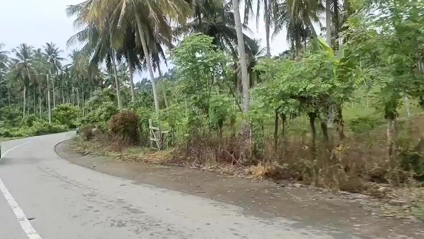 The video shows a view from a vehicle moving along a paved road lined with lush greenery and palm trees. On the left side of the road, a motorcycle with two people is briefly visible in the distance. Further along, a white car is seen on the left. On the right side of the road, there are dense bushes and trees, with some dead vegetation and a wooden structure. Another motorcycle, carrying one person wearing a hat, passes the camera on the right side of the road. The landscape appears to be rural and tropical.