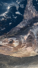 Boater encounters large swordfish in ocean waters