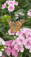 Morning garden scenes with butterfly, yard work in Chaikovsky