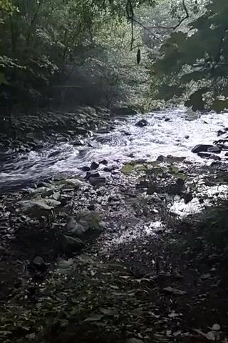 A fast-moving stream flows through a lush green forest. Rocks and boulders line the streambed and the banks. The trees overhead create a canopy, casting shadows on the water and the forest floor. Sunlight filters through the leaves, creating dappled patterns. The water appears turbulent and white as it tumbles over the rocks. The scene evokes a sense of wildness and natural beauty.