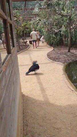 A black bird is seen pecking at the sandy ground on a curved pathway in what appears to be an aviary or a zoo enclosure. Two people are walking away from the bird in the background, further down the pathway. Lush green foliage and trees surround the path, and a body of water is visible on the right side of the frame. A wooden structure is to the left of the frame. The bird is positioned in the foreground, and its head is lowered as it forages.
