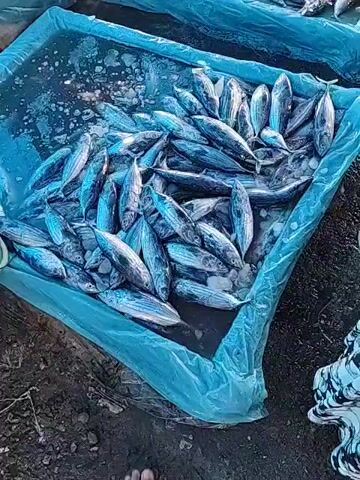 The video shows a fish market with several rectangular blue containers filled with fish. The containers are arranged in a row on a wet, possibly concrete floor. The fish are silvery in color and appear to be arranged on top of ice. In the background, there are structures suggesting a market setting, with people moving around. The lighting appears to be natural, and the overall atmosphere suggests a bustling marketplace.