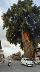 Morning traffic flows through cobblestone streets in Ubud District