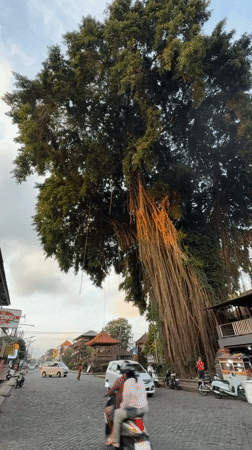 Morning traffic flows through cobblestone streets in Ubud District