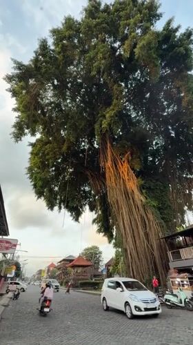 Morning traffic flows through cobblestone streets in Ubud District