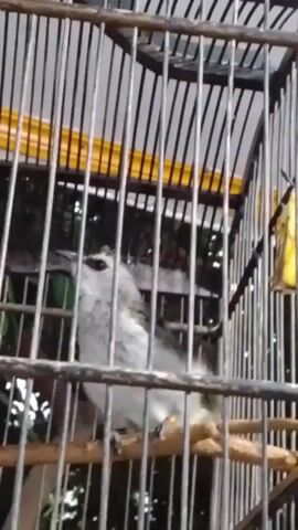 The video shows a small bird inside a metal cage with wooden perches. The bird is mostly light gray and white with some yellow on its underside and tail. It moves around on the perches and appears to be preening its feathers. The background is out of focus but appears to be foliage and a yellow object, possibly a tarp or awning.