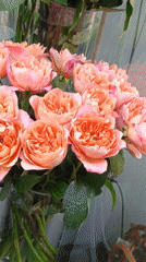 Rose bouquets documented at flower display in Nizhnevartovsk