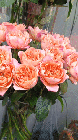 Rose bouquets documented at flower display in Nizhnevartovsk