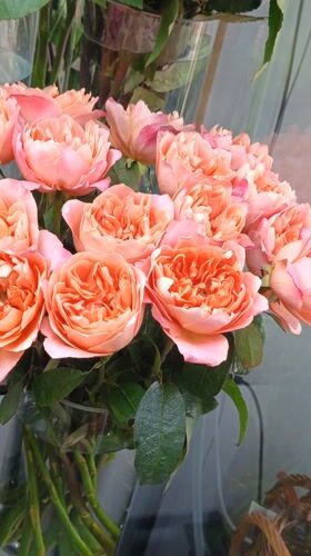 Rose bouquets documented at flower display in Nizhnevartovsk