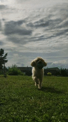 Backyard afternoon: poodle, toddler, and lavender in Фоки