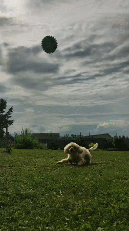 Backyard afternoon in Фоки: poodle, flowers, and garden play