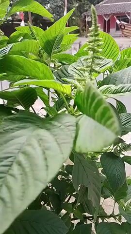The video is a close-up shot of a plant with large green leaves and a tall, spiky green flower or seed head. The plant appears to be outdoors, with a blurry background suggesting trees, a building with a red roof, and possibly a glimpse of a white structure. The camera is steady, focusing on the plant's textures and details. There are no people or visible actions happening in the video. The lighting suggests it is daytime, possibly with some sunlight filtering through.