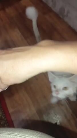 The video shows a person's hand holding a small piece of pink material near the face of a light-colored cat. The cat is standing on a wooden floor and looking up at the hand. The cat's mouth is open. The person is moving the pink material towards the cat's mouth. The cat then takes the material into its mouth. The cat's fur appears to be short, possibly indicating it has been recently groomed. There is a rug visible on the left side of the frame and part of a chair leg.