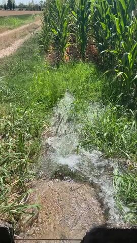 A close-up, low-angle shot shows water flowing down a ditch next to a cornfield. The water is clear and turbulent, with some of it splashing onto the surrounding grass. The corn stalks are tall and green, and they appear to be healthy. The ditch is lined with grass and some dirt. The scene is bathed in bright sunlight, suggesting it is daytime. The overall impression is one of rural agriculture and irrigation.