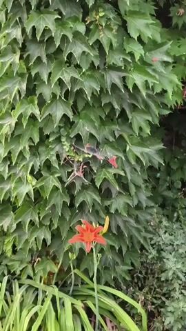 This is a video file showing a close-up view of a vine covered wall or structure, likely outdoors. The primary subjects are the lush green leaves of the vine, which are dense and form a textured wall. Interspersed throughout the greenery are clusters of bright orange-red trumpet-shaped flowers, some in full bloom and others as buds. The flowers hang in long, delicate tendrils, creating a cascade effect against the backdrop of leaves.

The activity taking place is simply the visual observation of this natural scene. There are no people or explicit objects present besides the plants and their flowers. The setting appears to be a garden or naturalistic area, given the abundance of foliage and the presence of the flowering vine.

Notable details include the vibrant color contrast between the green leaves and the orange-red flowers, suggesting a time of year when the plant is in bloom, likely spring or summer. The lighting seems natural, indicating daytime, but the exact time of day is not discernible. There are no clear weather cues, but the healthy appearance of the plants suggests favorable conditions. There are no visible text elements in the video. The overall mood is one of natural beauty and tranquility. The video pans slightly upwards, revealing more of the flowering tendrils at the top of the frame.