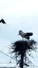 White storks observed at branch nest during morning hours