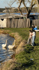 Woman photographs swans, walks dog by Polish waterfront