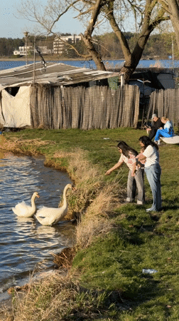 Woman photographs swans, walks dog by Polish waterfront