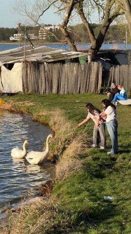 The video depicts a sunny, late afternoon scene in Białobrzegi, Poland, by a body of water, likely a lake or river. In the foreground, two white swans swim close to the grassy bank. Three women are standing near the water's edge, observing the swans. One woman, wearing a floral top and gray pants, extends her hand towards the water, possibly attempting to feed the swans. Another woman in a white top and blue jeans stands beside her, holding a baby, while a third woman in a patterned top and dark pants watches.

Behind the women, the grassy area features a rustic wooden fence and some simple structures or shacks, suggesting a lakeside or riverside dwelling. Further in the background, two other individuals are seated on the grass, observing the activity or resting. Large trees with mostly bare branches, indicative of early spring, frame the scene. The warm, golden light of the late afternoon bathes the landscape, casting long shadows. The water reflects the sunlight, and the distant shore reveals more trees and buildings under a clear sky. The overall atmosphere is peaceful and relaxed.