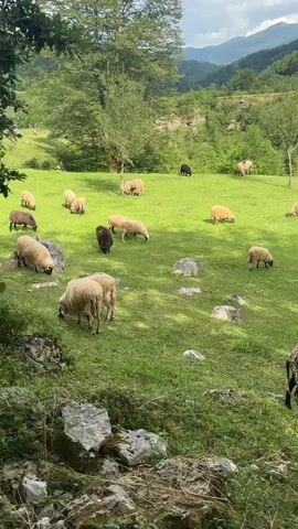 A tranquil scene unfolds with a verdant meadow dotted with sheep peacefully grazing. The sheep are predominantly light-colored, but a few are dark, adding a touch of variety to the flock. The meadow's surface is interspersed with rocks of varying sizes, lending a natural, rugged texture to the landscape. In the distance, a mountain range provides a scenic backdrop to the pastoral setting. The perspective of the shot is from behind some trees and rocks.
