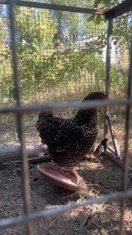 A barred rock chicken stands near a red feed dish within a wire cage. Several small chicks are visible around the chicken and the dish. The chicken is mostly facing left, with its head turned slightly right. The background consists of dry grass and trees. The sun appears to be shining, creating shadows. The camera is positioned outside the cage, looking through the wire mesh.