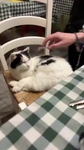 The video shows a person petting a cat lying on a chair in a restaurant. The cat is predominantly white with black patches and is lying comfortably with its eyes nearly closed. The chair is white with a woven seat. The person's hand strokes the cat gently. A table covered with a green and white checkered tablecloth is in the foreground. In the background, there are other tables and chairs, including a red chair. The overall atmosphere suggests a relaxed and casual setting. There is the sound of people chatting in the background.