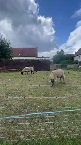 The video shows two sheep grazing in a grassy enclosure. A wooden fence is visible in the background, behind which is a building with a red roof. The sheep are separated by an electric fence, which is made of orange and white wires. One sheep is on the left side of the enclosure, and the other is on the right. The sheep on the left is facing away from the camera and appears to be eating grass. The sheep on the right is facing towards the camera and is also eating grass. The sky is overcast.