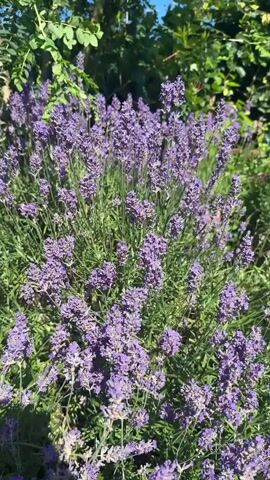 The video shows a close-up view of a bush with numerous purple lavender flowers. The camera pans slightly to the right, revealing the flowers in more detail. In the foreground, a butterfly with orange and black wings is perched on one of the lavender flower stalks, seemingly feeding. The background is out of focus, with green foliage and a hint of blue sky visible, suggesting an outdoor garden setting on a sunny day. The overall impression is one of natural beauty and tranquility.