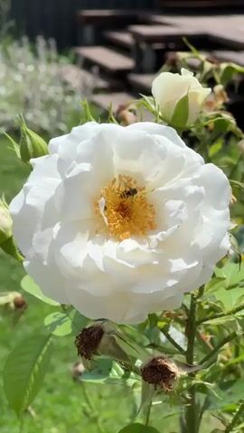 A close-up shot captures a vibrant white rose in full bloom, its delicate petals unfurling to reveal a golden center. Two small bees are actively engaged in the flower, likely collecting nectar and pollen. The bees, with their striped bodies, are a stark contrast to the soft white of the rose petals. Surrounding the main bloom are several rosebuds, some tightly closed and green, others beginning to open, hinting at future beauty. Dried seed pods from previous blooms are also visible, adding a touch of natural cycle to the scene.

The rose is part of a bush, with lush green leaves and thorny stems providing a backdrop. In the blurred background, hints of a garden setting can be discerned: more greenery, possibly other flowers, and wooden steps leading upwards, suggesting a backyard or patio area. The lighting suggests it is daytime, with the sun casting gentle shadows and highlighting the textures of the flower and bees. The overall atmosphere is one of natural beauty and the quiet activity of pollinators in a peaceful garden setting. The location context provided is Izobilnyy, Russia, which situates this idyllic scene within that region. There is no visible text in the media file.