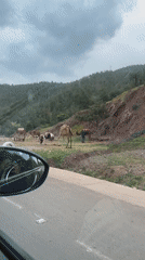 Motorist films camels grazing roadside in rural Morocco