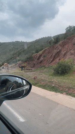 Motorist films camels grazing roadside in rural Morocco