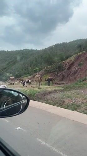 Motorist films camels grazing roadside in rural Morocco
